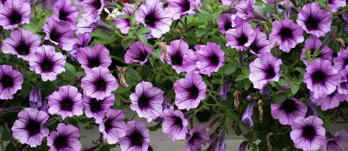 a bunch of purple flowers.